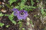 Záhradné kvety Himalájsky Modrý Mak, Meconopsis fialový fotografie, popis a pestovanie, pestovanie a vlastnosti