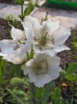 Záhradné kvety Himalájsky Modrý Mak, Meconopsis biely fotografie, popis a pestovanie, pestovanie a vlastnosti