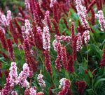 vinous  Himalayan Knotweed, Himalayan Fleece Blomma egenskaper och Fil