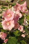 Garden Flowers Hollyhock, Alcea rosea pink Photo, description and cultivation, growing and characteristics