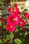 Garden Flowers Hollyhock, Alcea rosea red Photo, description and cultivation, growing and characteristics