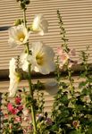 Garden Flowers Hollyhock, Alcea rosea white Photo, description and cultivation, growing and characteristics