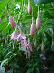 庭の花 スイカズラフクシア, Fuchsia ピンク フォト, 説明 と 栽培, 成長 と 特性