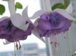 Have Blomster Kaprifolium Fuchsia lilla Foto, beskrivelse og dyrkning, voksende og egenskaber