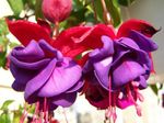 Λουλούδια κήπου Φούξια Αγιόκλημα, Fuchsia βιολέτα φωτογραφία, περιγραφή και καλλιέργεια, φυτοκομεία και χαρακτηριστικά