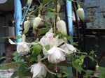 Zahradní květiny Zimolez Fuchsie, Fuchsia bílá fotografie, popis a kultivace, pěstování a charakteristiky