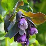 purple  Honeywort, Blue Shrimp Plant, Blue Wax Flower characteristics and Photo