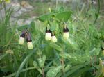 gul  Honeywort, Blå Räkor Växt, Blå Vax Blomma egenskaper och Fil