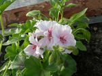 Kapuutsiga Lehtedega Pelargonium, Puu Pelargonium, Wilde Malva