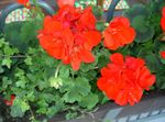 красный Цветок Пеларгония характеристика и Фото