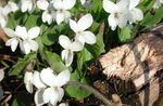 garður blóm Horned Pansy, Horned Fjólublátt, Viola cornuta hvítur mynd, lýsing og ræktun, vaxandi og einkenni