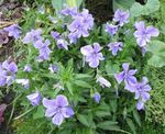 园林花卉 角三色堇，角紫, Viola cornuta 浅蓝 照, 描述 和 养殖, 成长 和 特点