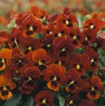 Zahradní květiny Rohatý Maceška, Rohatý Fialová, Viola cornuta červená fotografie, popis a kultivace, pěstování a charakteristiky