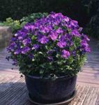 ბაღის ყვავილები Horned Pansy, Horned Violet, Viola cornuta მეწამული სურათი, აღწერა და გაშენების, იზრდება და მახასიათებლები
