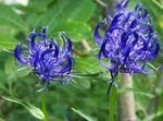 Vrtno Cvetje Rogat Rampion, Phyteuma modra fotografija, opis in gojenje, rast in značilnosti