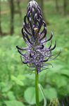 Vrtno Cvetje Rogat Rampion, Phyteuma črna fotografija, opis in gojenje, rast in značilnosti
