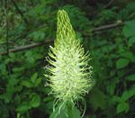 white Flower Horned Rampion characteristics and Photo