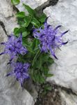 Vrtno Cvetje Rogat Rampion, Phyteuma svetlo modra fotografija, opis in gojenje, rast in značilnosti