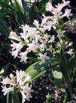 Kerti Virágok Hyacinthella Pallasiana fehér fénykép, leírás és termesztés, növekvő és jellemzők