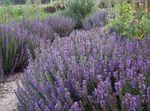 I fiori da giardino Issopo, Hyssopus officinalis lilla foto, descrizione e la lavorazione, la coltivazione e caratteristiche