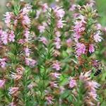 庭の花 ヒソップ, Hyssopus officinalis ピンク フォト, 説明 と 栽培, 成長 と 特性