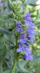 Flores do Jardim Hissopo, Hyssopus officinalis luz azul foto, descrição e cultivo, crescente e características