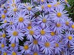 Garden Flowers Ialian Aster, Amellus light blue Photo, description and cultivation, growing and characteristics
