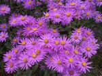 Garden Flowers Ialian Aster, Amellus pink Photo, description and cultivation, growing and characteristics