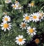 Garden Flowers Ialian Aster, Amellus white Photo, description and cultivation, growing and characteristics