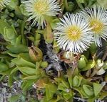 bláthanna gairdín Gléasra Oighir, Mesembryanthemum crystallinum bán Photo, Cur síos agus saothrú, ag fás agus saintréithe