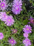 Tuin Bloemen Ijs Plant, Mesembryanthemum crystallinum lila foto, beschrijving en teelt, groeiend en karakteristieken