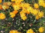 Садові Квіти Мезембріантемум Кришталевий (Кришталева Трава), Mesembryanthemum crystallinum помаранчевий Фото, опис і вирощування, зростаючий і характеристика