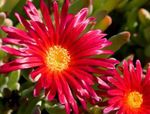 Tuin Bloemen Ijs Plant, Mesembryanthemum crystallinum rood foto, beschrijving en teelt, groeiend en karakteristieken