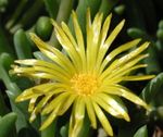 bláthanna gairdín Gléasra Oighir, Mesembryanthemum crystallinum buí Photo, Cur síos agus saothrú, ag fás agus saintréithe