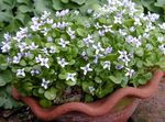 Zahradní květiny Ionopsidium Acaule bílá fotografie, popis a kultivace, pěstování a charakteristiky
