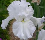 Have Blomster Iris, Iris barbata hvid Foto, beskrivelse og dyrkning, voksende og egenskaber