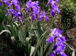 Garden Flowers Iris, Iris barbata purple Photo, description and cultivation, growing and characteristics