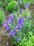 Garden Flowers Iris, Iris barbata blue Photo, description and cultivation, growing and characteristics