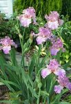 Garden Flowers Iris, Iris barbata lilac Photo, description and cultivation, growing and characteristics