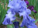 Garden Flowers Iris, Iris barbata light blue Photo, description and cultivation, growing and characteristics