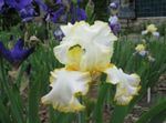 Garden Flowers Iris, Iris barbata yellow Photo, description and cultivation, growing and characteristics