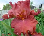 Garden Flowers Iris, Iris barbata red Photo, description and cultivation, growing and characteristics