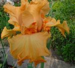 Garden Flowers Iris, Iris barbata orange Photo, description and cultivation, growing and characteristics