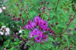 Λουλούδια κήπου Ironweed, Vernonia crinita ροζ φωτογραφία, περιγραφή και καλλιέργεια, φυτοκομεία και χαρακτηριστικά