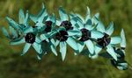 Trädgårdsblommor Ixia ljusblå Fil, beskrivning och uppodling, odling och egenskaper