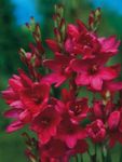 Λουλούδια κήπου Ιξιά, Ixia κόκκινος φωτογραφία, περιγραφή και καλλιέργεια, φυτοκομεία και χαρακτηριστικά