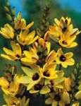 žlutý Květina Ixia charakteristiky a fotografie