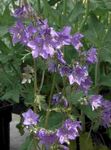 园林花卉 雅各的梯子, Polemonium caeruleum 紫丁香 照, 描述 和 养殖, 成长 和 特点