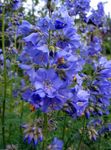 Ogrodowe Kwiaty Sinica, Polemonium caeruleum jasnoniebieski zdjęcie, opis i uprawa, hodowla i charakterystyka