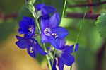 blå Blomst Jakobs Stige kjennetegn og Bilde